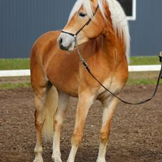 Tyroler Haflinger Watson af Elghuset (Solgt)