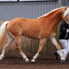 Tyroler Haflinger Watson af Elghuset (Solgt)