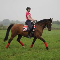 Dansk Varmblod Palle (Tidligere part)