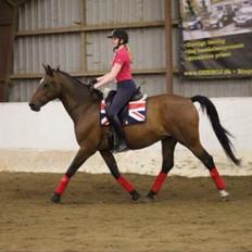 Dansk Varmblod Palle (Tidligere part)