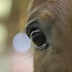 Dansk Varmblod Palle (Tidligere part)