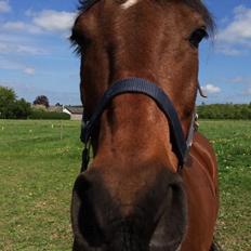 Hollandsk Sportspony Apollo