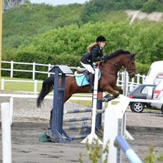 Hollandsk Sportspony Apollo