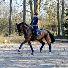 Dansk Varmblod Landino