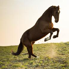 Traver Diego Sølvbjerg