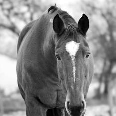 Traver Diego Sølvbjerg