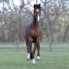 Dansk Varmblod Era Picture - Perfect