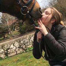 Dansk Varmblod Toscana