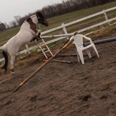 Anden særlig race Filur 