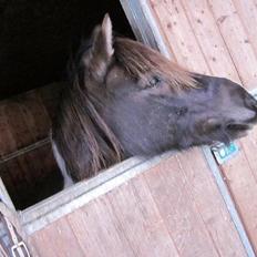 Anden særlig race Lucky Boy