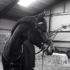 Dansk Varmblod Cassandra Sakstrup