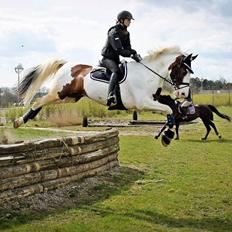 Anden særlig race Bronco