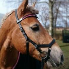 Haflinger Aurel II
