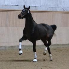 Dansk Varmblod Nørballes Lahaina Blues