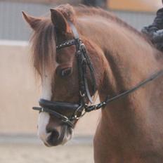 Welsh Partbred (Sec F) Stendyssens sheevaney