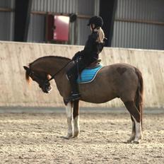 Welsh Partbred (Sec F) Stendyssens sheevaney