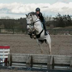 Dansk Varmblod catano