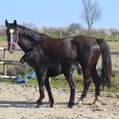 Oldenborg Beyonce M.A.T.C.H