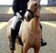 Palomino Anyska/ Nysse