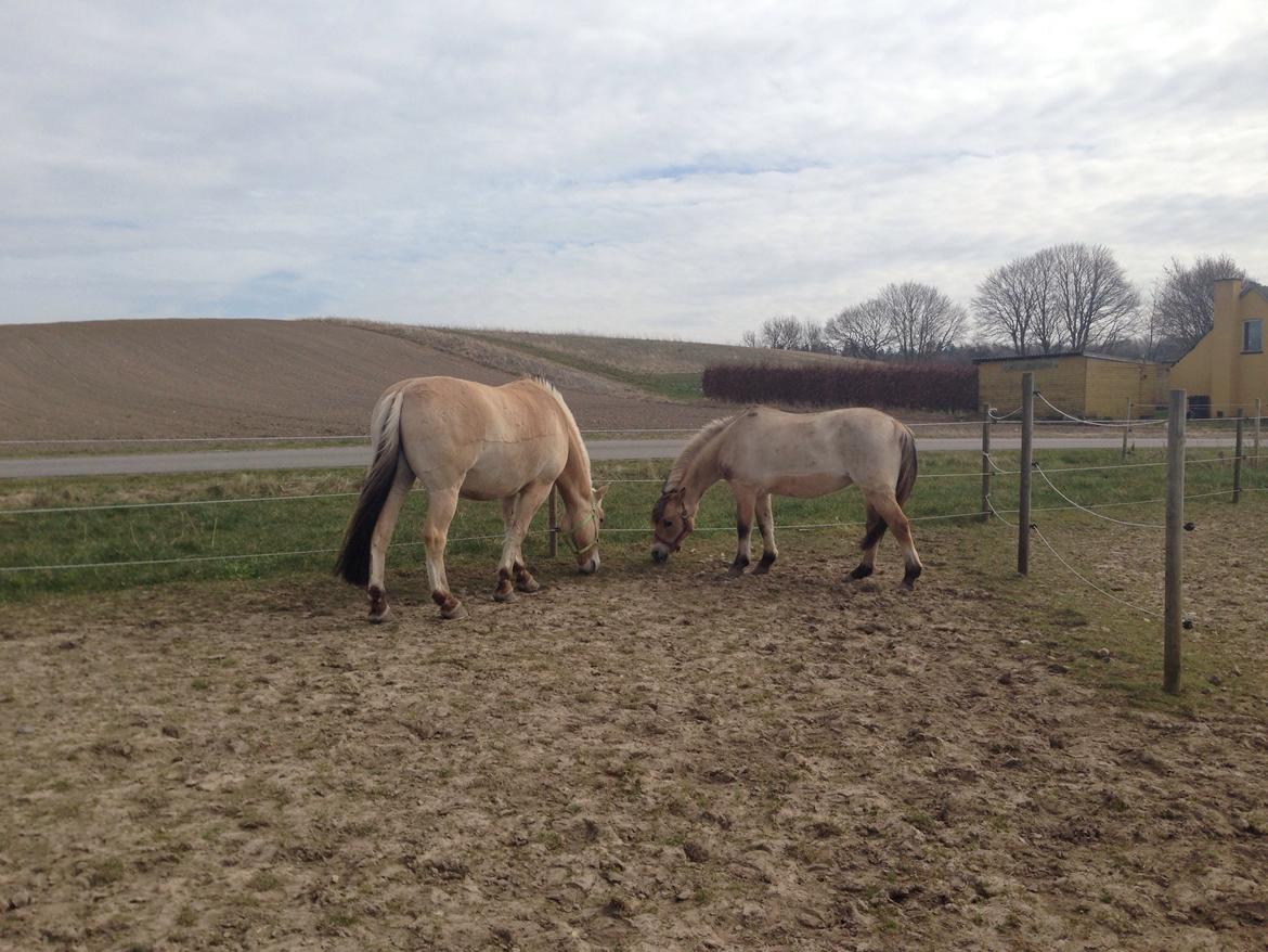 Anden særlig race - Bullit † - Fabel og Bullit. Her kan man tydeligt se den 20 cm forskel 😂 billede 14