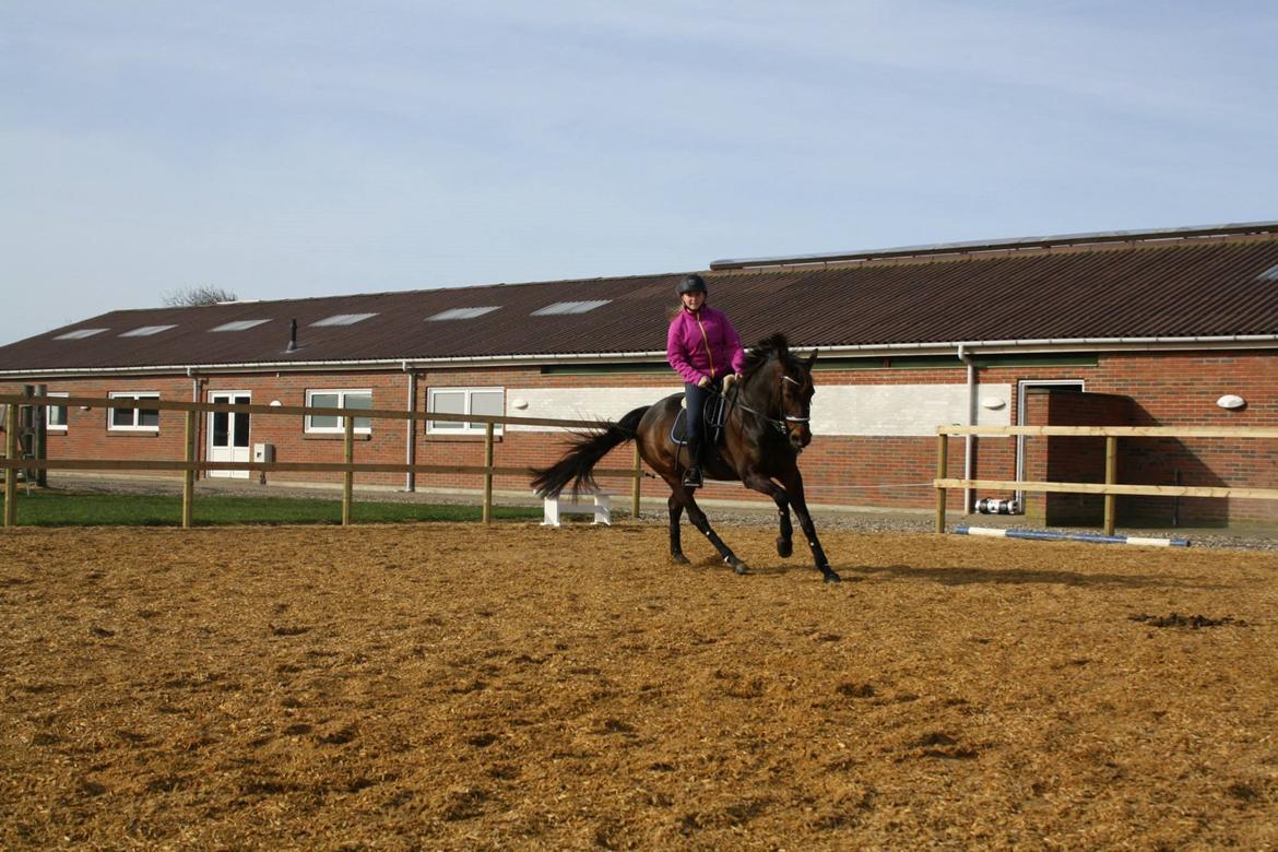 Traver Juvel Møllegaard [HIMMELHEST] billede 22