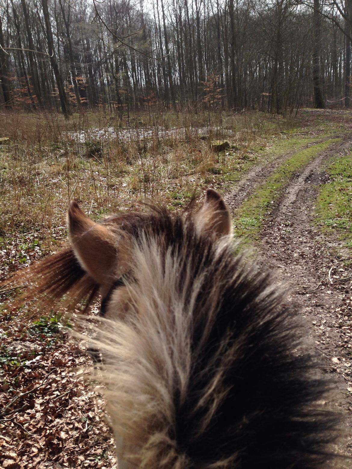 Anden særlig race - Bullit † - Ræser-Bob i skoven! billede 11