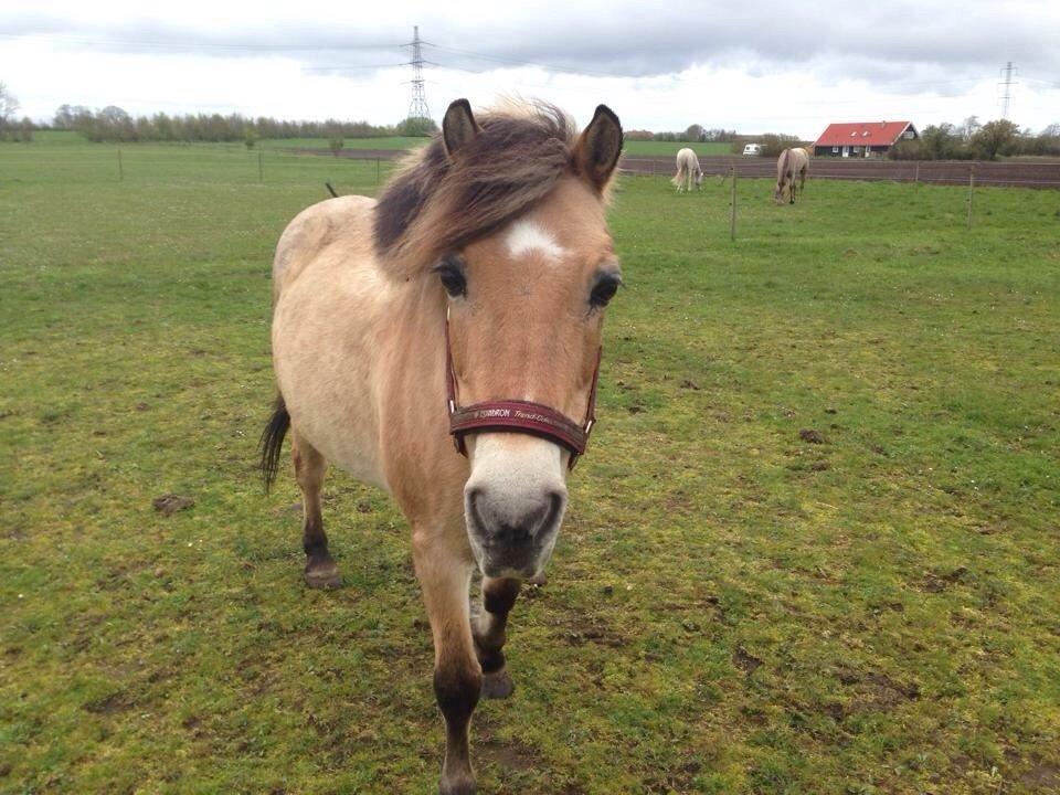 Anden særlig race - Bullit † - Bullit på fold på rideskolen hun var udlånt til. billede 18