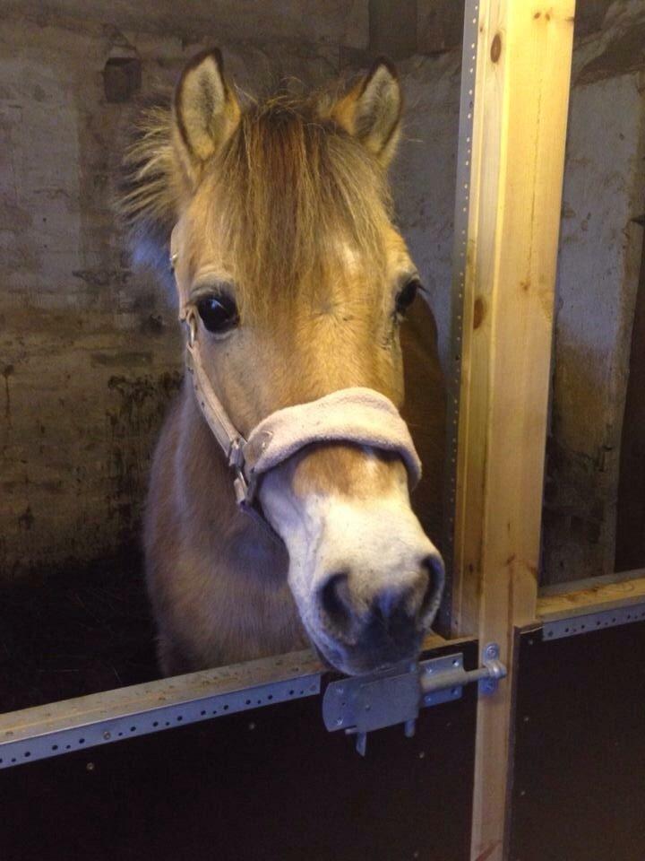 Anden særlig race - Bullit † - Bullit i hendes boks ❤️ billede 17