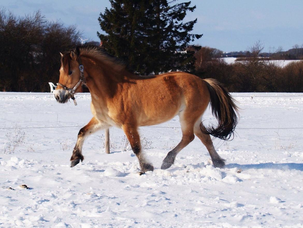 Anden særlig race - Bullit † billede 19