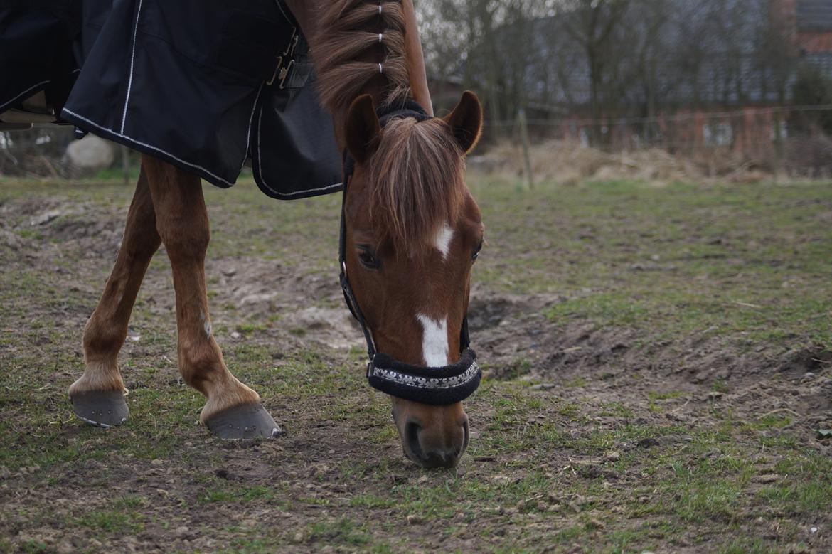 Anden særlig race Santana billede 14