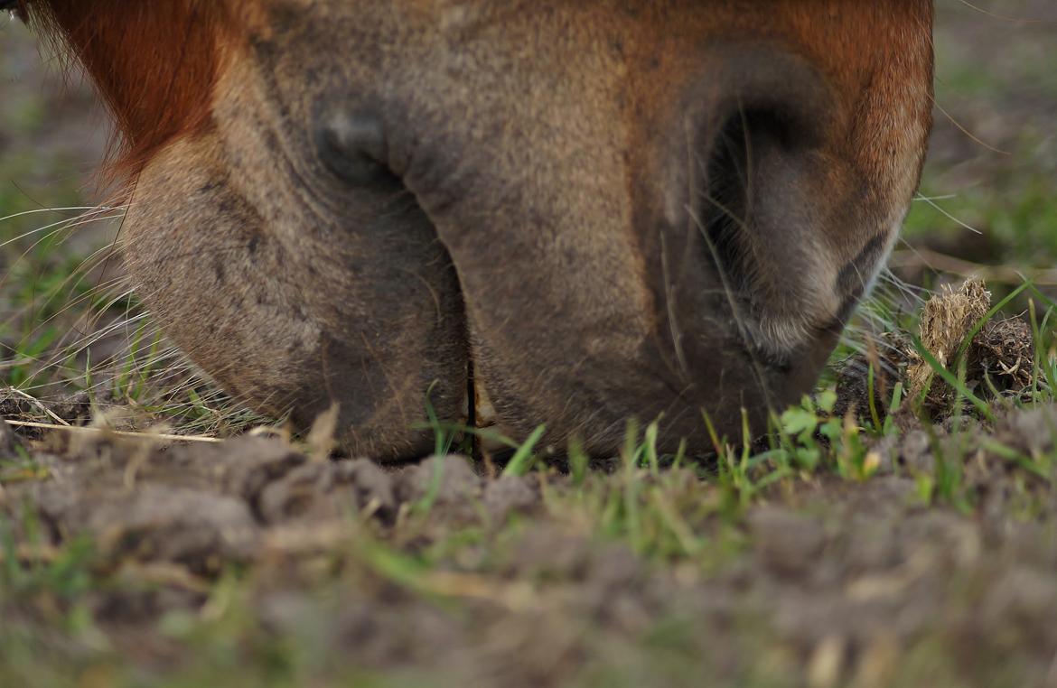 Anden særlig race Santana billede 5