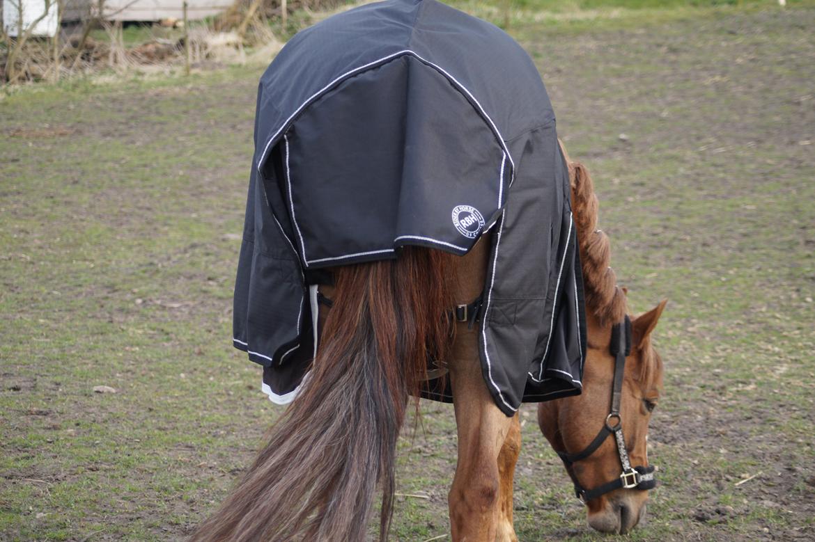 Anden særlig race Santana billede 17