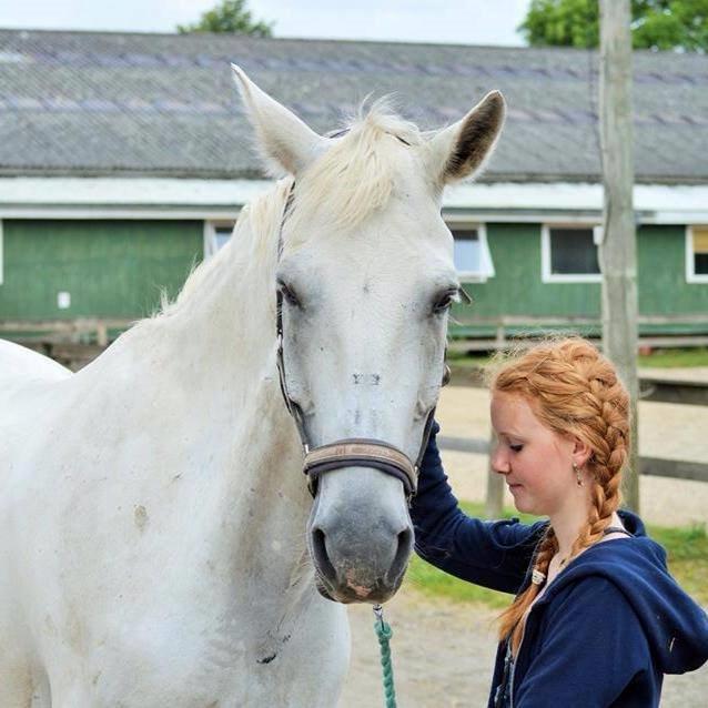 Anden særlig race Monsieur Cheval billede 11