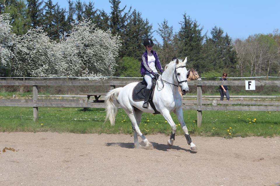 Anden særlig race Monsieur Cheval billede 12