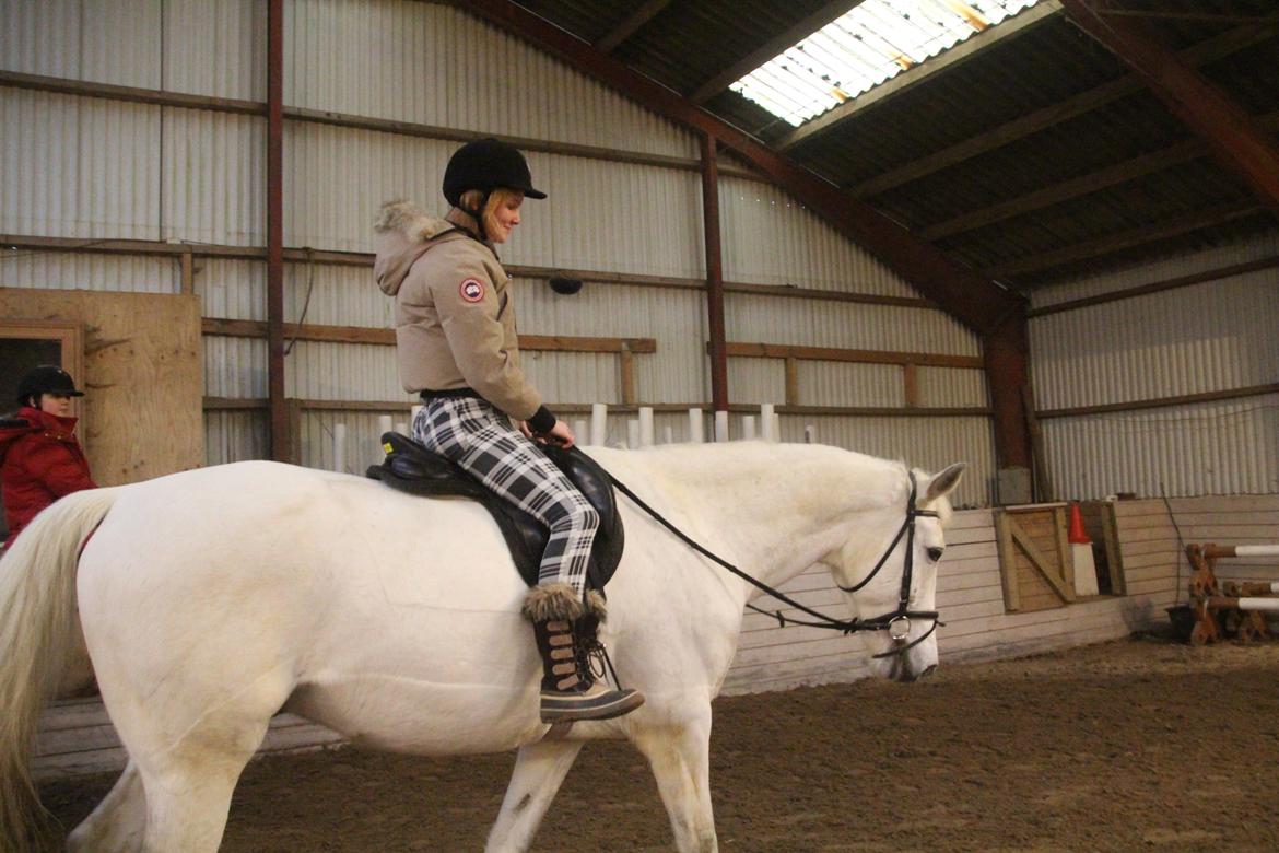 Anden særlig race Monsieur Cheval billede 4