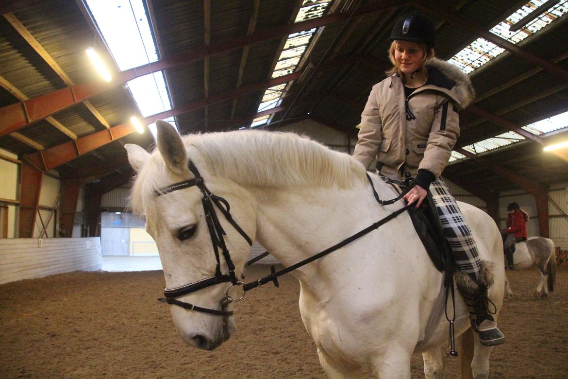 Anden særlig race Monsieur Cheval billede 16