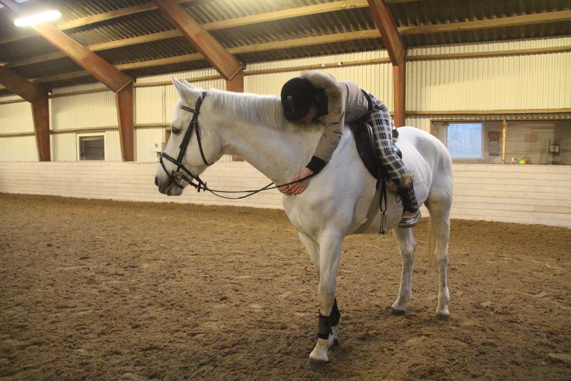 Anden særlig race Monsieur Cheval billede 13