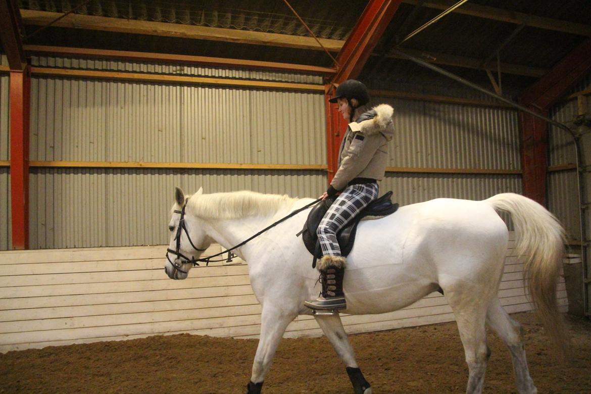 Anden særlig race Monsieur Cheval billede 15