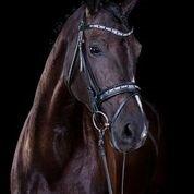 Dansk Varmblod Druebrogård's colibri billede 20