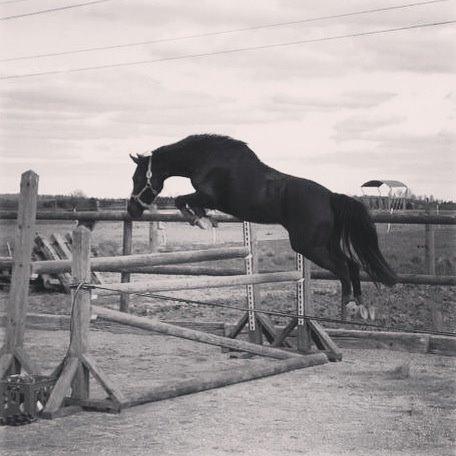 Welsh Partbred (Sec F) Laibek's Olympic billede 2