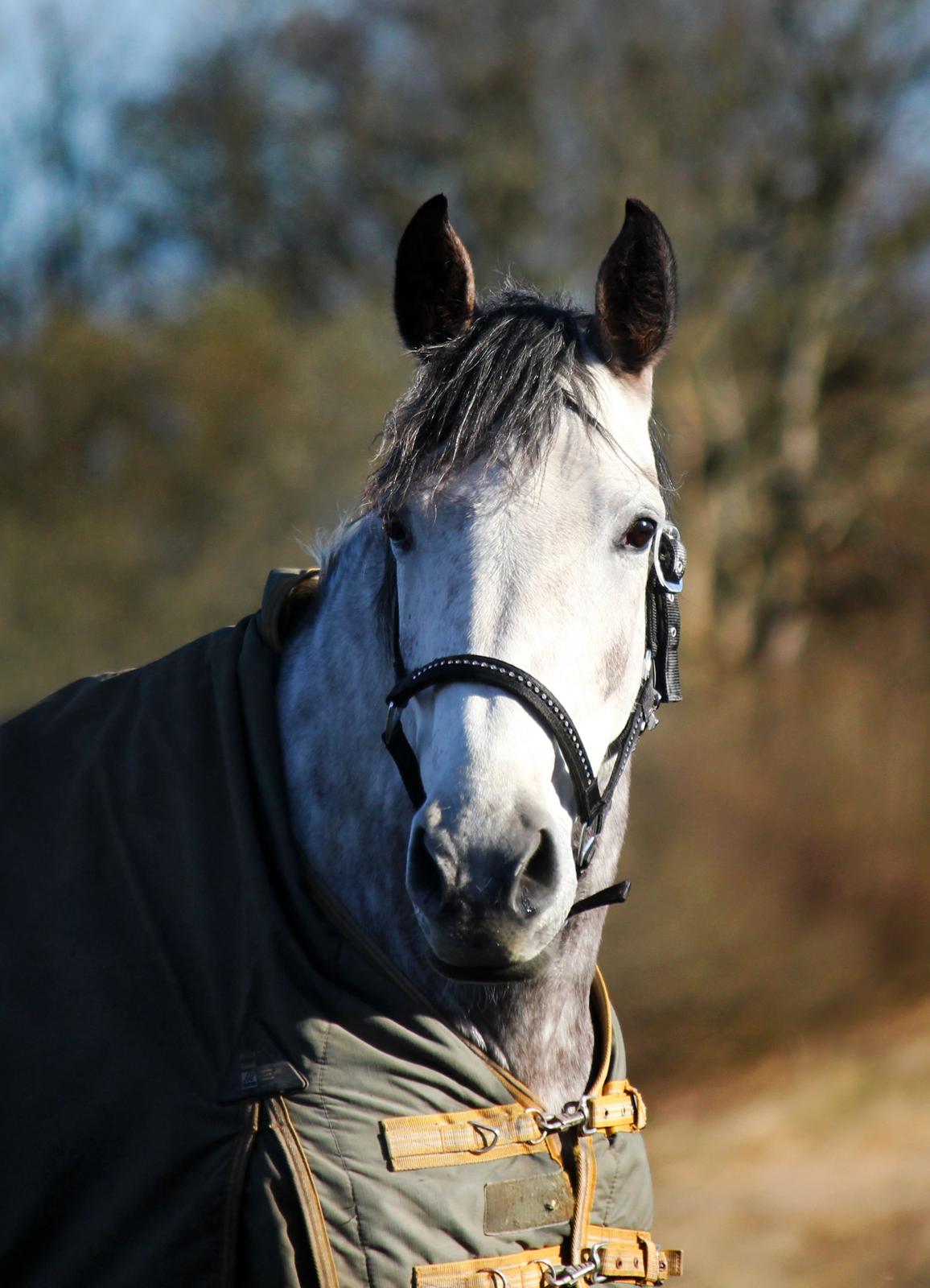 Dansk Varmblod Lambrié Vejen (Avlshoppe) - Smukke dame billede 45