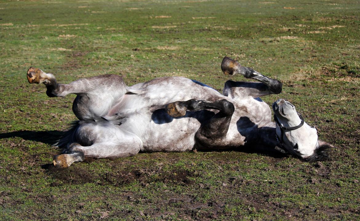 Dansk Varmblod Lambrié Vejen (Avlshoppe) - Hun nyder at få dækkenet af :) billede 46