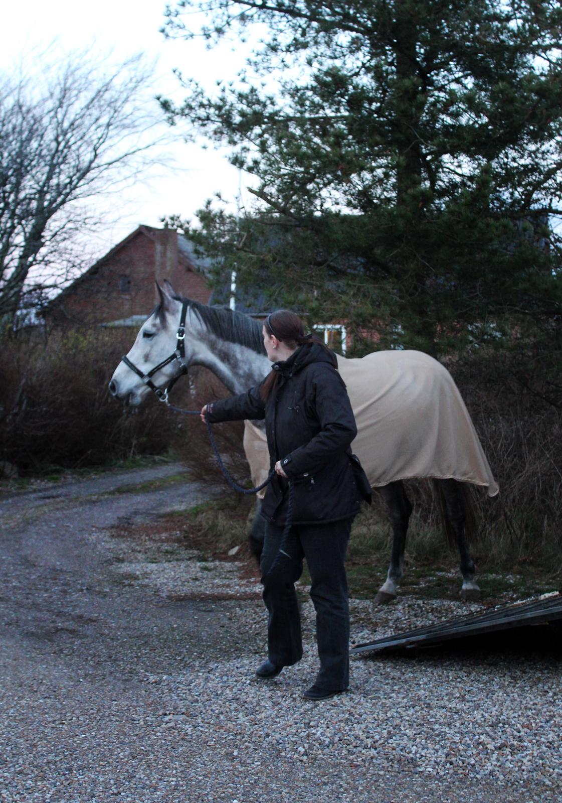 Dansk Varmblod Lambrié Vejen (Avlshoppe) - Aftenen hvor hun ankom billede 48