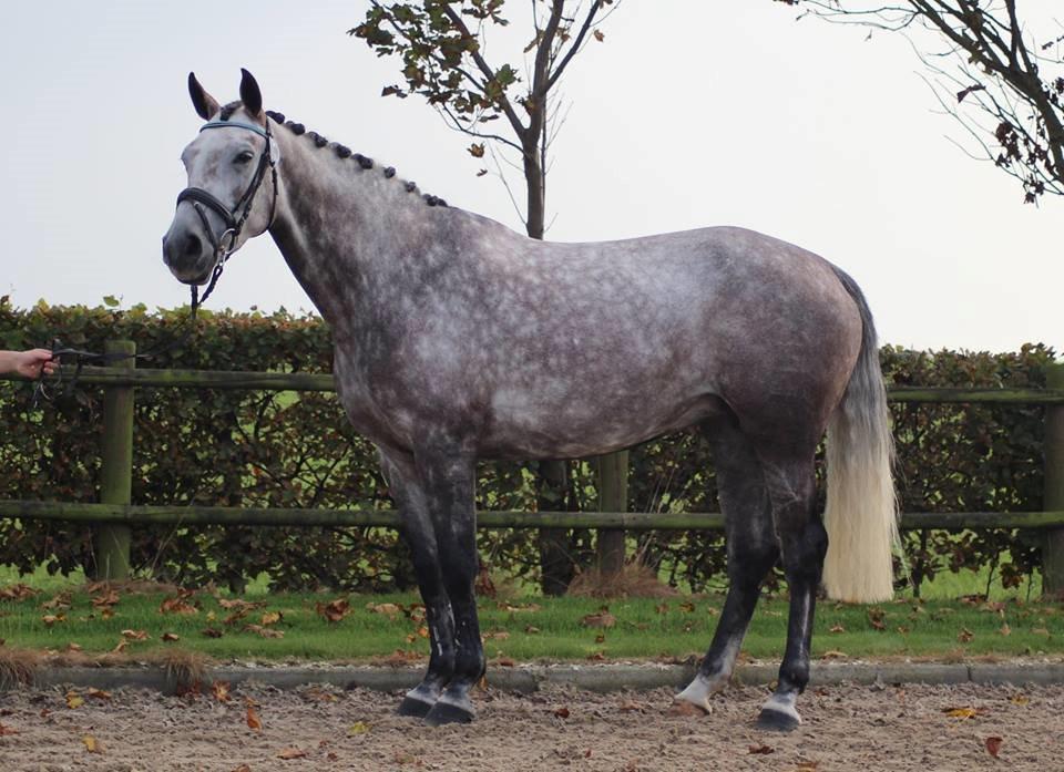 Dansk Varmblod Lambrié Vejen (Avlshoppe) - Billede lånt af gamle ejer, hvor Osten var til kåring billede 49