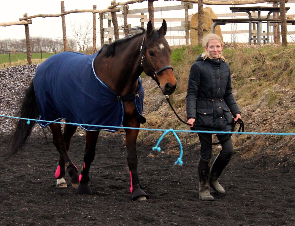 Dansk Varmblod Rotterdam's twinsister - opvarminig til løsspring Foto Julie billede 3
