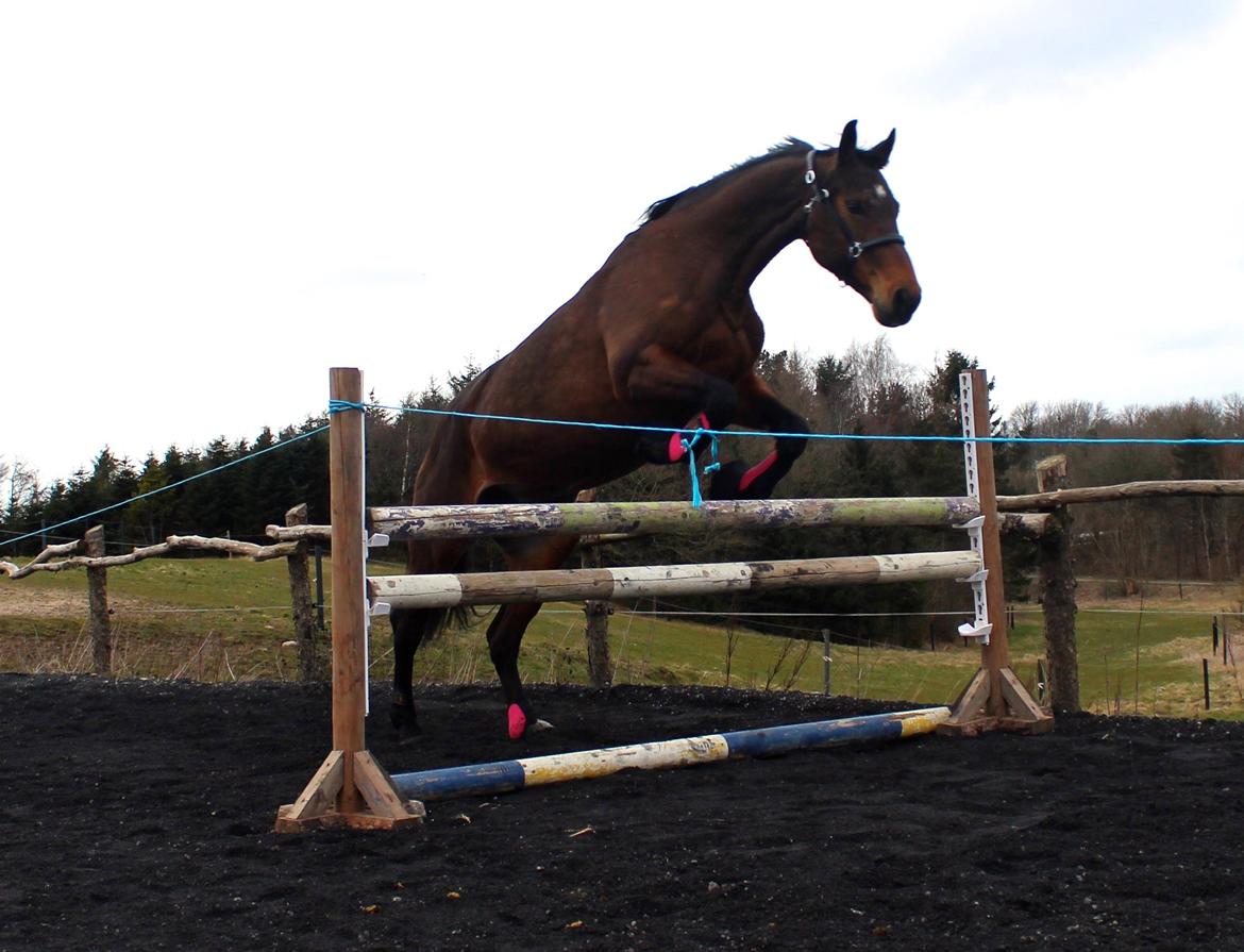 Dansk Varmblod Rotterdam's twinsister - Løsspring Foto Julie billede 4