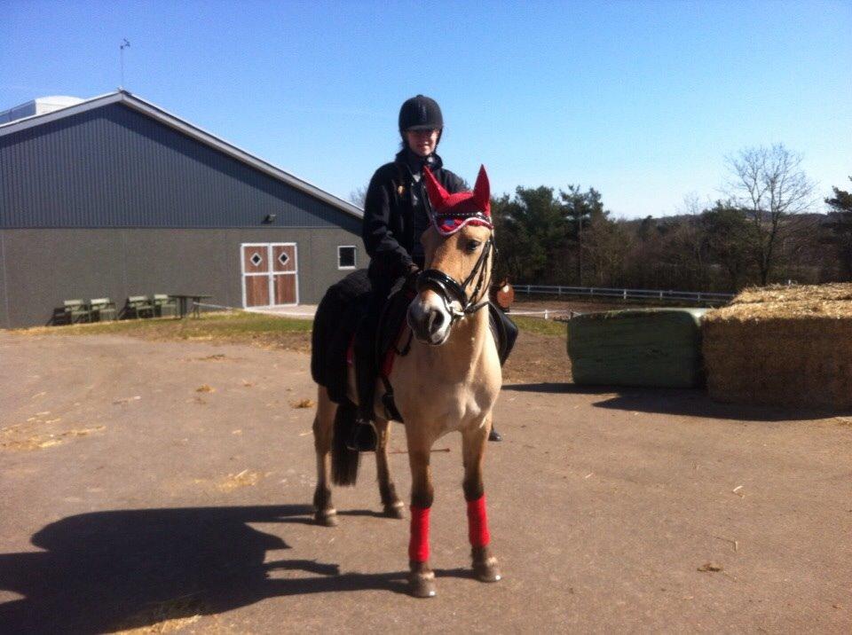 Fjordhest Julie (halvpart) billede 16