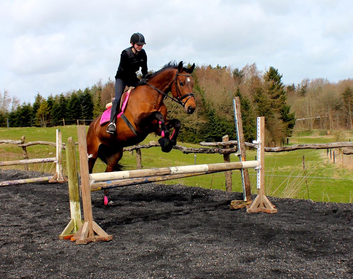 Dansk Varmblod Rotterdam's twinsister - Spring Foto Julie  billede 5