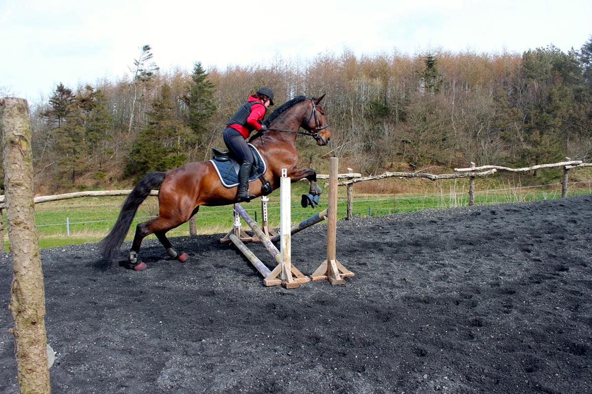 Anden særlig race Vilsbæk Flicka (Himmelhest) billede 16