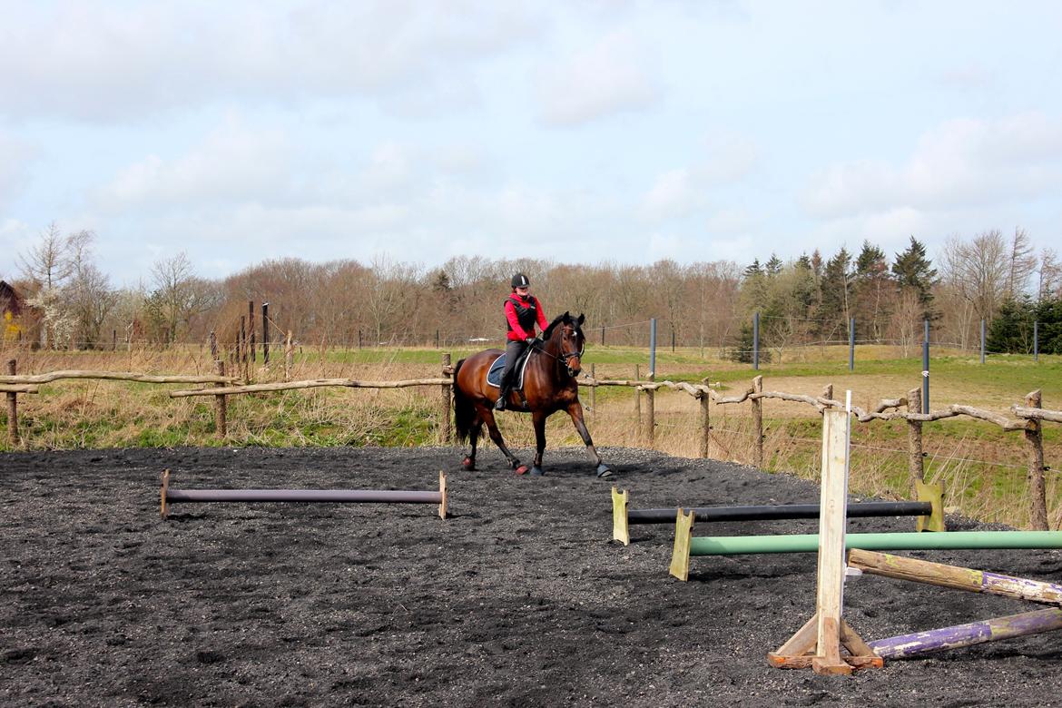 Anden særlig race Vilsbæk Flicka (Himmelhest) billede 19